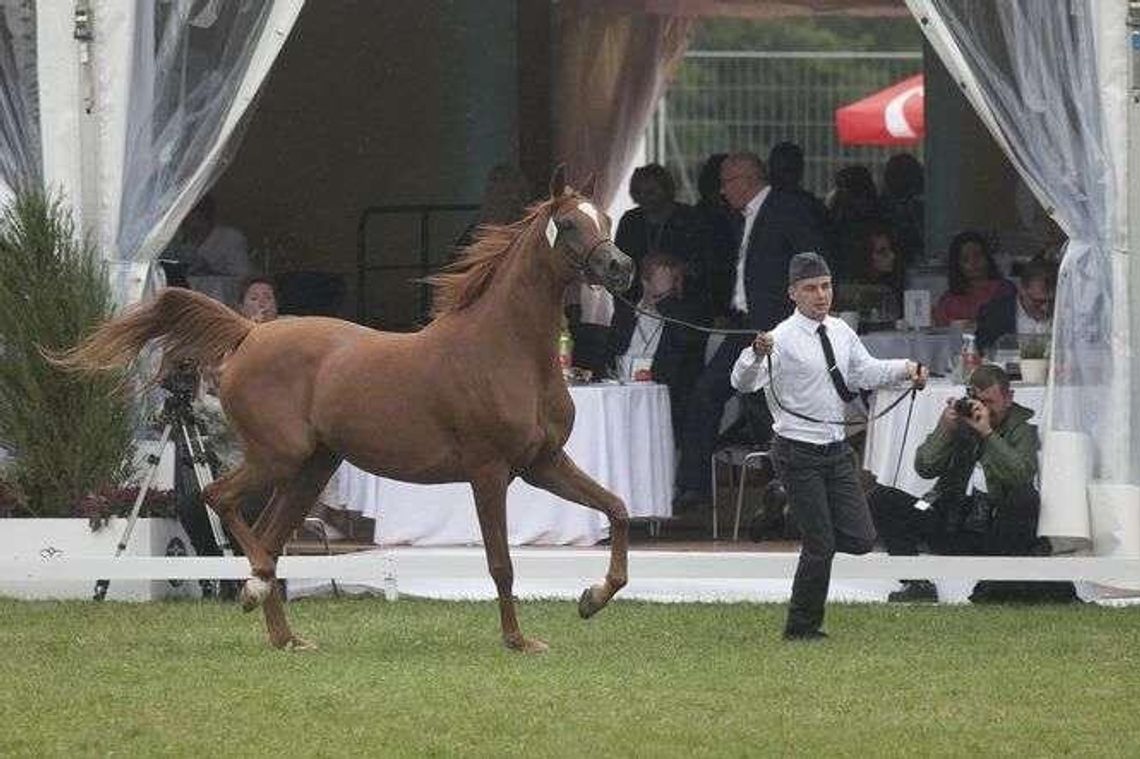 To już pewne. Janów Podlaski stracił Narodowy Pokaz Koni Czystej Krwi Arabskiej