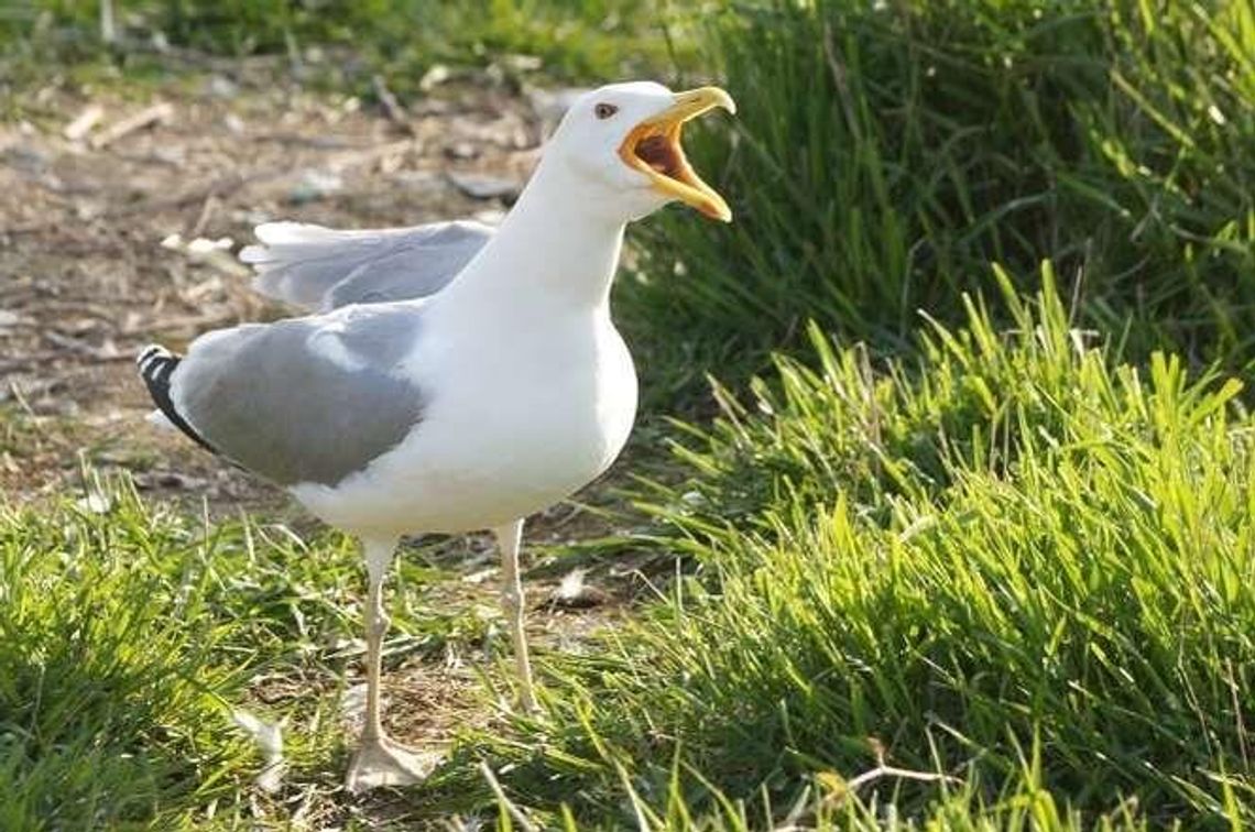 To już przedwiośnie. Mewa z GPS-em przyleciała z ciepłych krajów