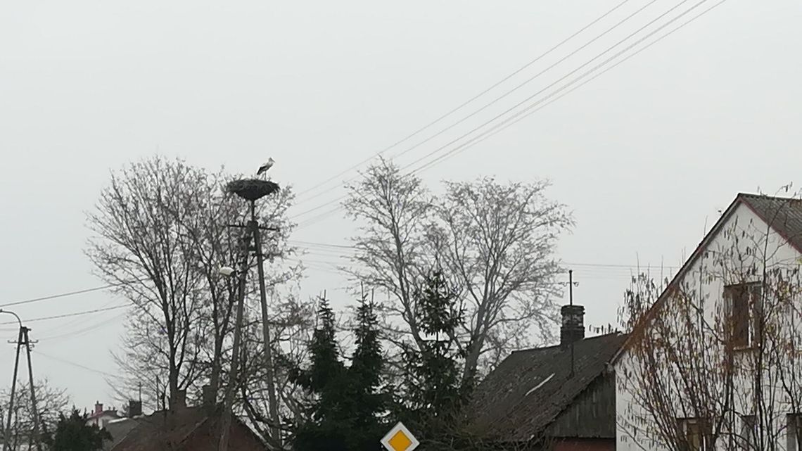 To już wiosna. W Stężycy wylądował pierwszy bocian