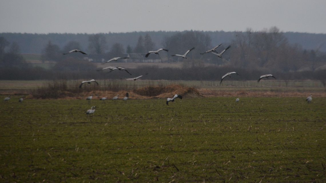 To już wiosna! Żurawie wróciły [zdjęcia]
