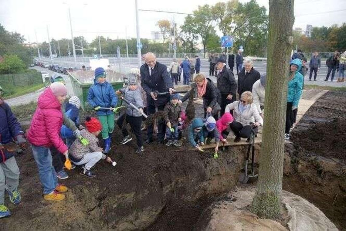 To miał być następca Baobabu. Dąb 700-lecia już rośnie, ale nie na pl. Litewskim