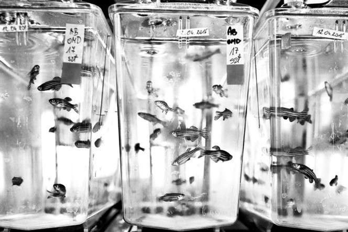 To może być duże odkrycie. Naukowcy z Lublina pomogą pacjentom z padaczką