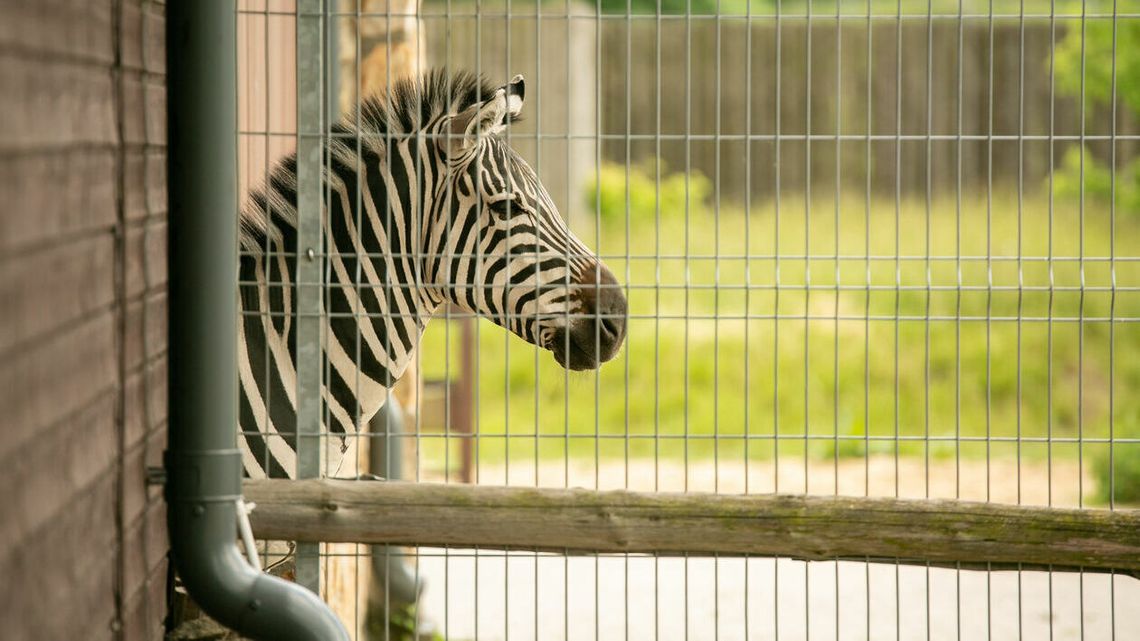 To nie był najlepszy rok. Ilu gości odwiedziło ZOO w 2024?