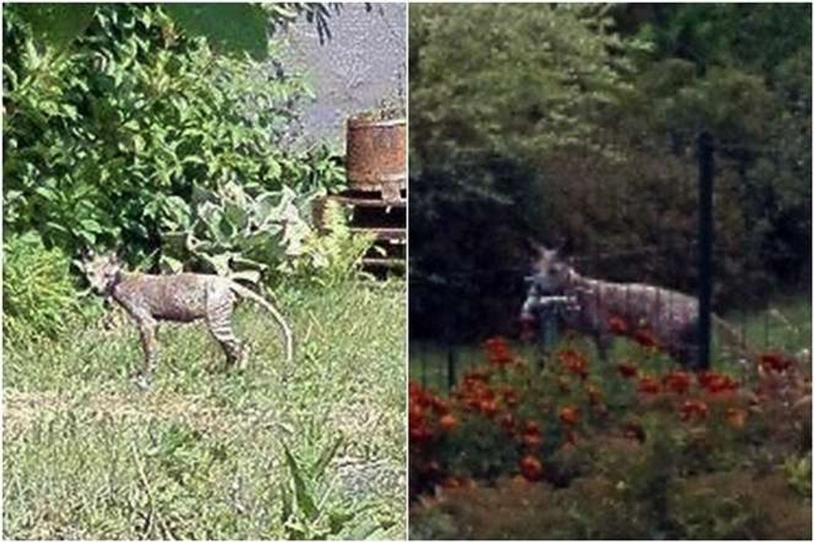 To nie jest lubelska chupacabra. To dziwnie wyglądające zwierzę potrzebuje pomocy To nie jest lubelska chupacabra. To dziwnie wyglądające zwierzę potrzebuje pomocy