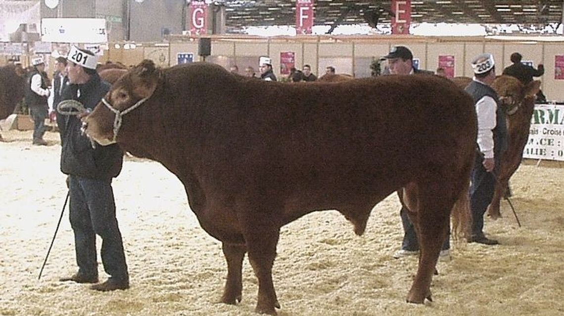 To nie żart. Policja ostrzega przed bykami. Zagrożeni zwłaszcza mieszkańcy okolic Białej Podlaskiej
