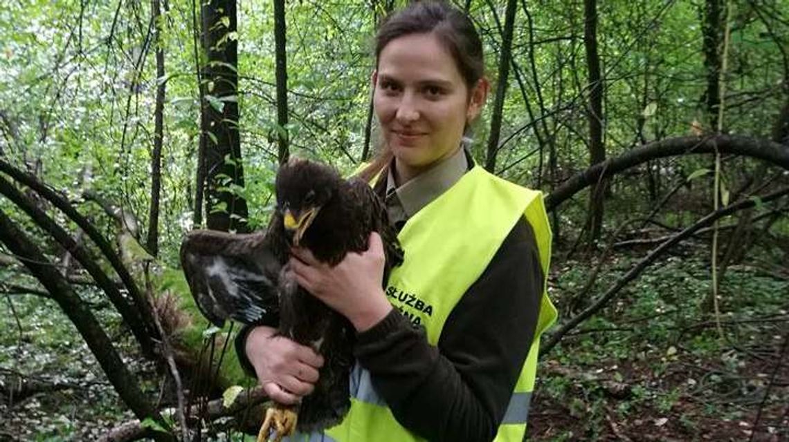 To nowy mieszkaniec międzyrzeckich lasów. Jak nazwiemy orlika krzykliwego