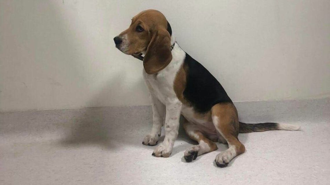 To ona ukradła pieski z uczelni w Lublinie. "Doskonale wiedziała, gdzie szukać"