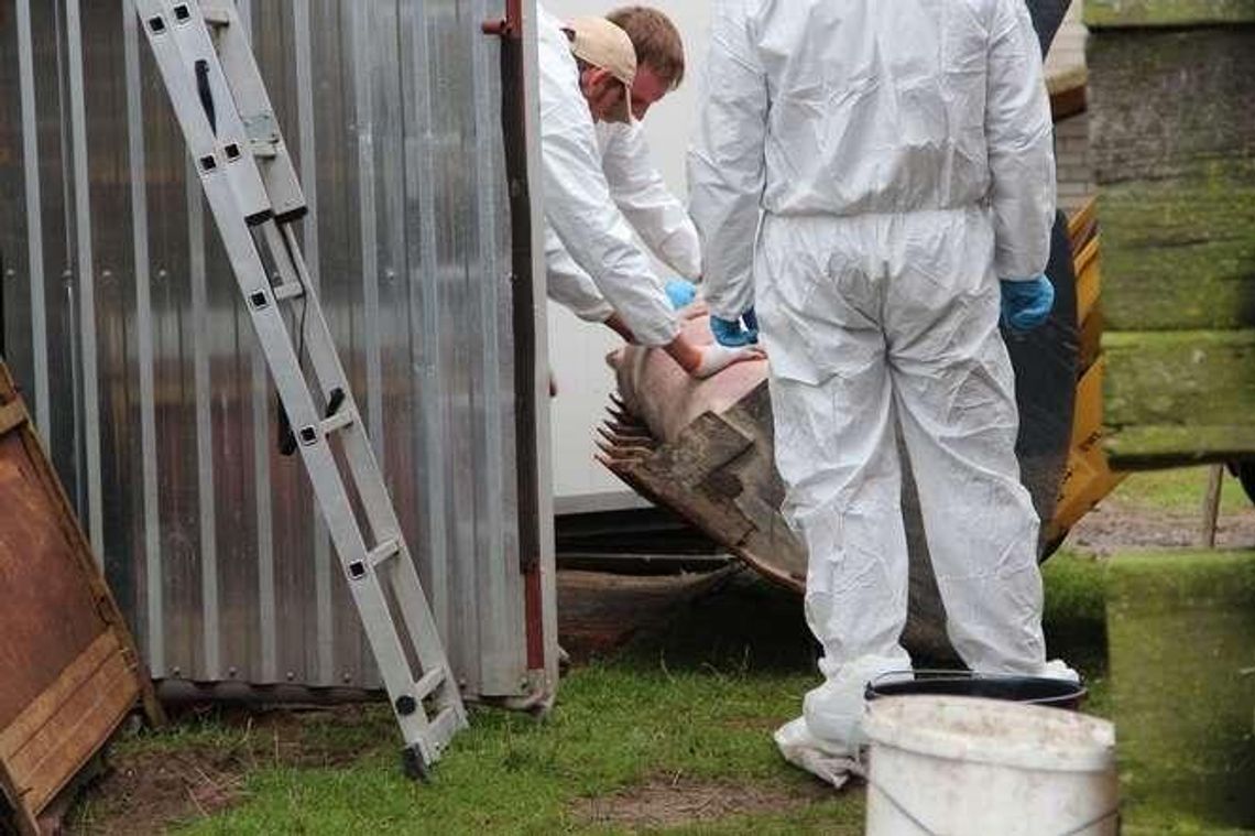 "To straszne, prosięta piły mleko od zabitej maciory". Utylizacja zdrowych zwierząt