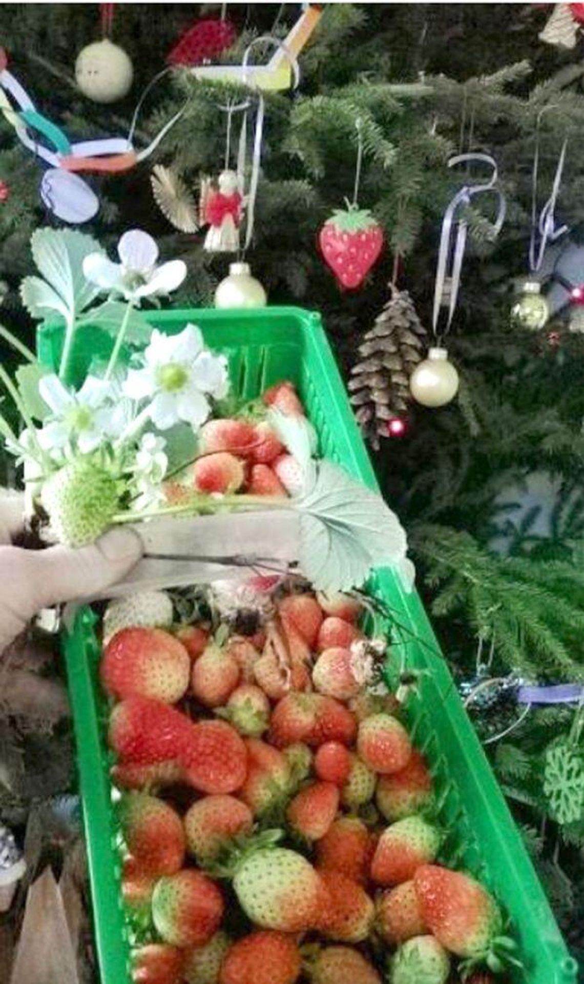 To zima czy wiosna? Eksperci: Taka pogoda nie zaszkodzi roślinom