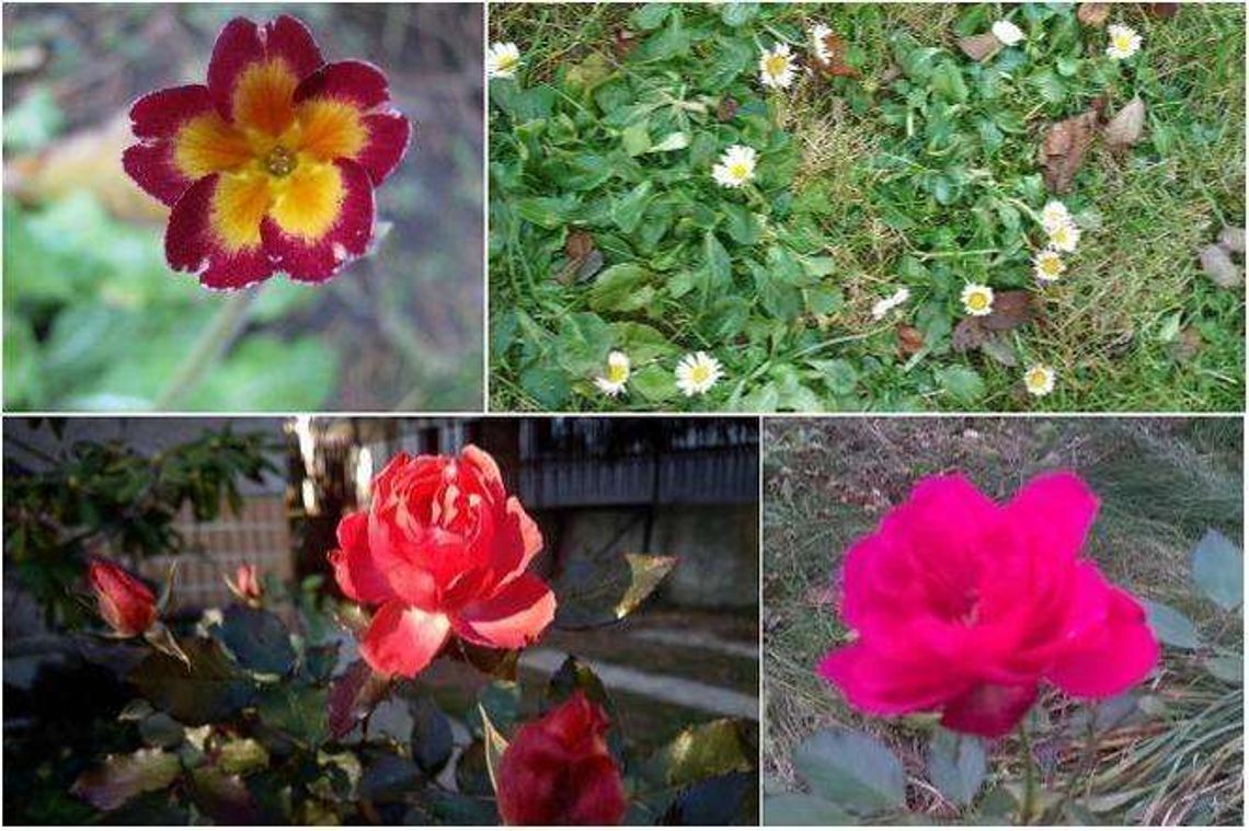 To zima czy wiosna? Zamiast śniegu piękne kwiatki [Wasze zdjęcia]