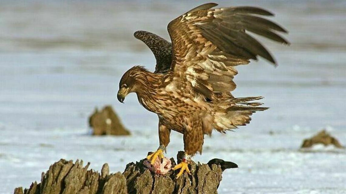 Toksyczny pestycyd uśmiercił bieliki w powiecie bialskim Toksyczny pestycyd uśmiercił bieliki w powiecie bialskim