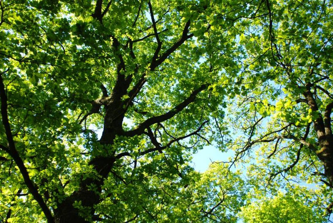 Tomaszów Lub.: Ciało zaginionego policjanta odnalezione w lesie