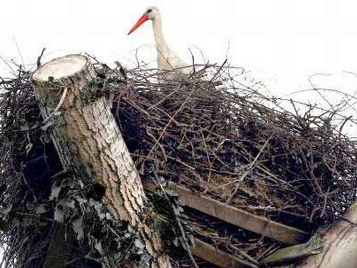 Tomaszów Lubelski: Grozili koledze martwym bocianem