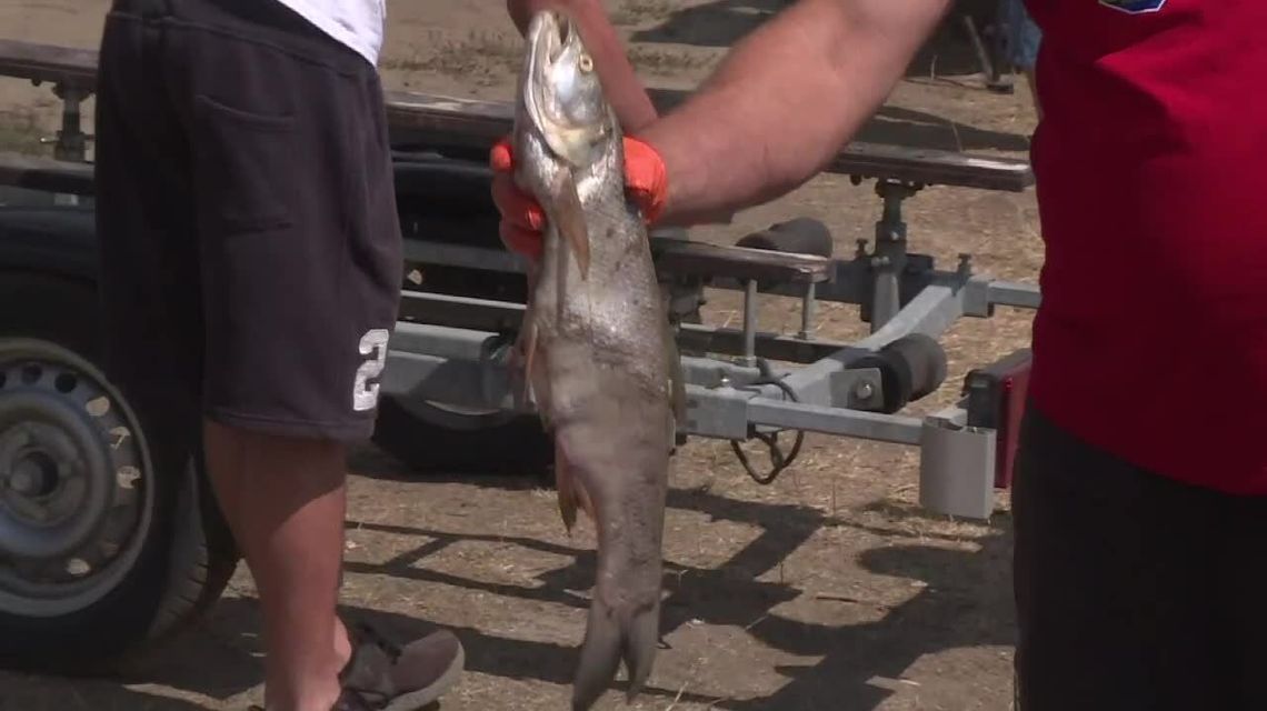 Tony martwych ryb w Odrze. "Ktoś przyczynił się do wielkiej katastrofy ekologicznej"