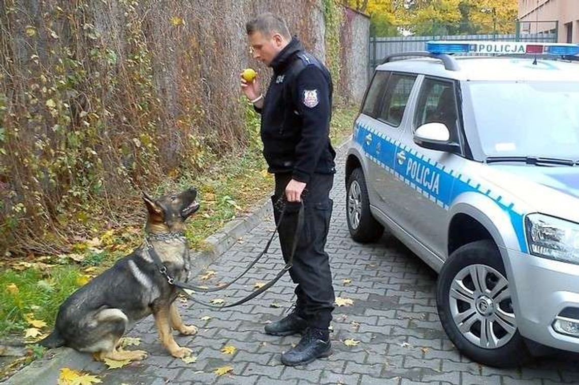 Torres - nowy pies na bandytów w Puławach