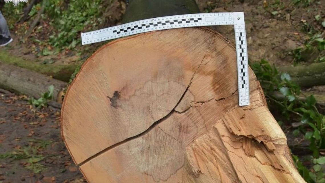 Tragedia podczas wycinki 