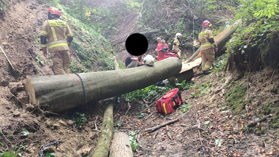 Tragedia przy wycince. 55-latek nie przeżył Tragedia przy wycince. 55-latek nie przeżył