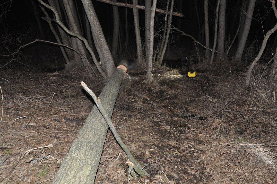 Tragedia przy wycince drzewa zawalone drzewo w lesie