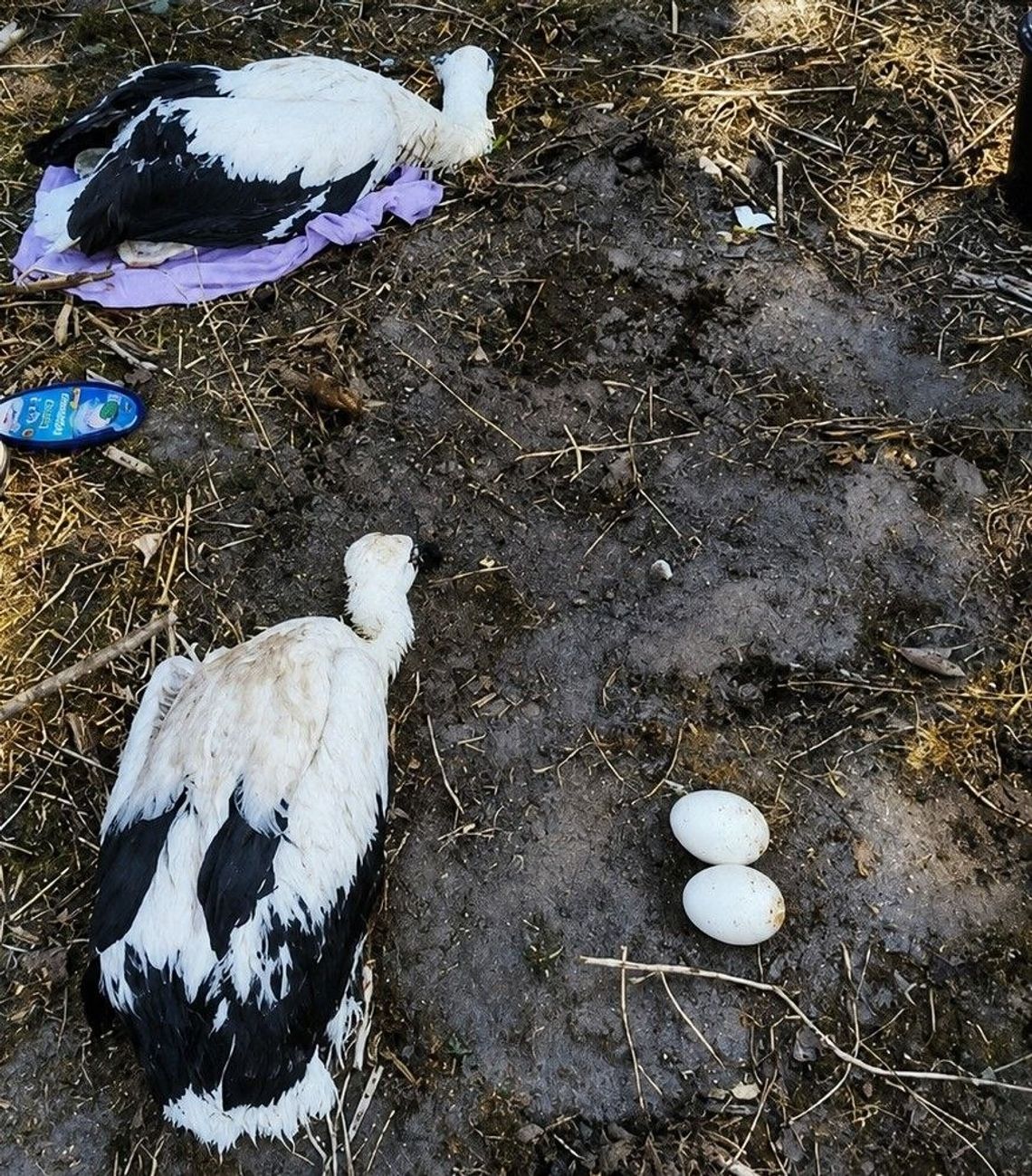 Tragedia w bocianim gnieździe w Basoni. Osierocone pisklęta trafiły do ośrodka