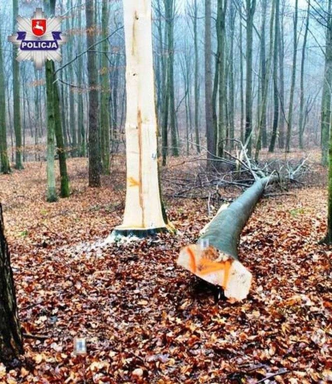 Tragedia w lesie. 35-latek pracował przy wycince, uderzyło go drzewo 