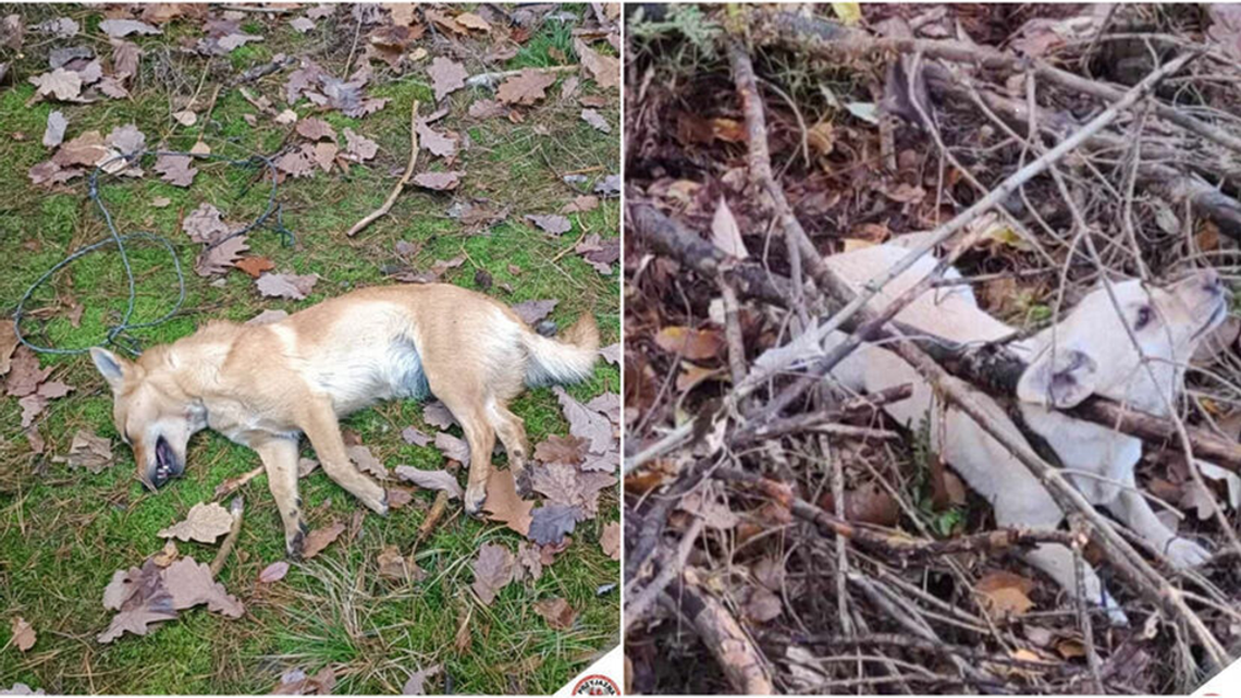 Tragedia w lesie koło Puław. Dwa psy przywiązane do drzewa, jeden nie przeżył