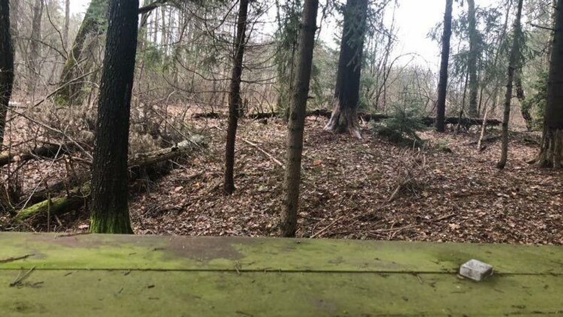 Tragedia w leśnej głuszy. Dziewczynka zabita nożem, ojciec się powiesił Tragedia w leśnej głuszy. Dziewczynka zabita nożem, ojciec się powiesił