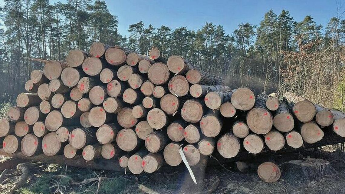 Tragedia w środku lasu. Nie żyje jedna osoba
