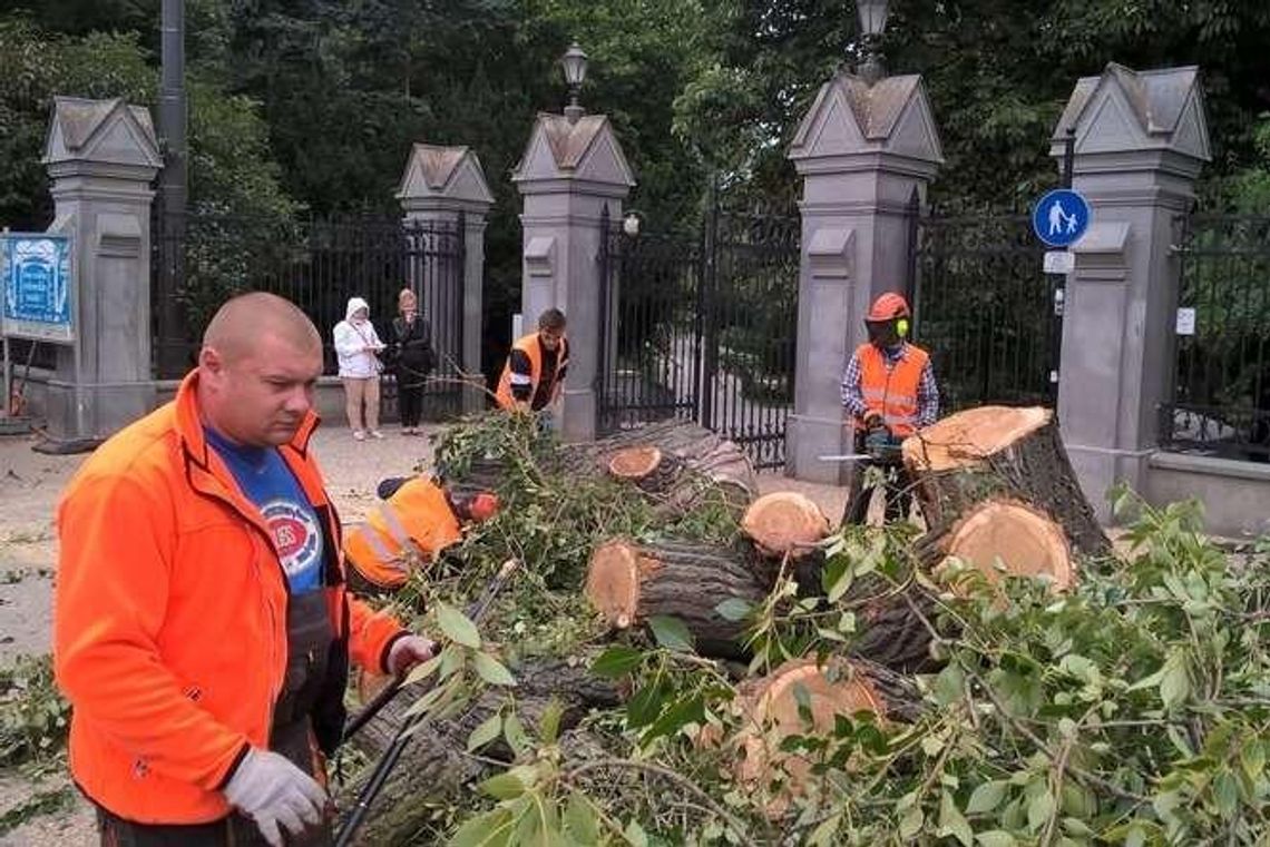 Tragiczny koniec znanego drzewa. Wycięto wiekową topolę, która rosła przy Ogrodzie Saskim (wideo)