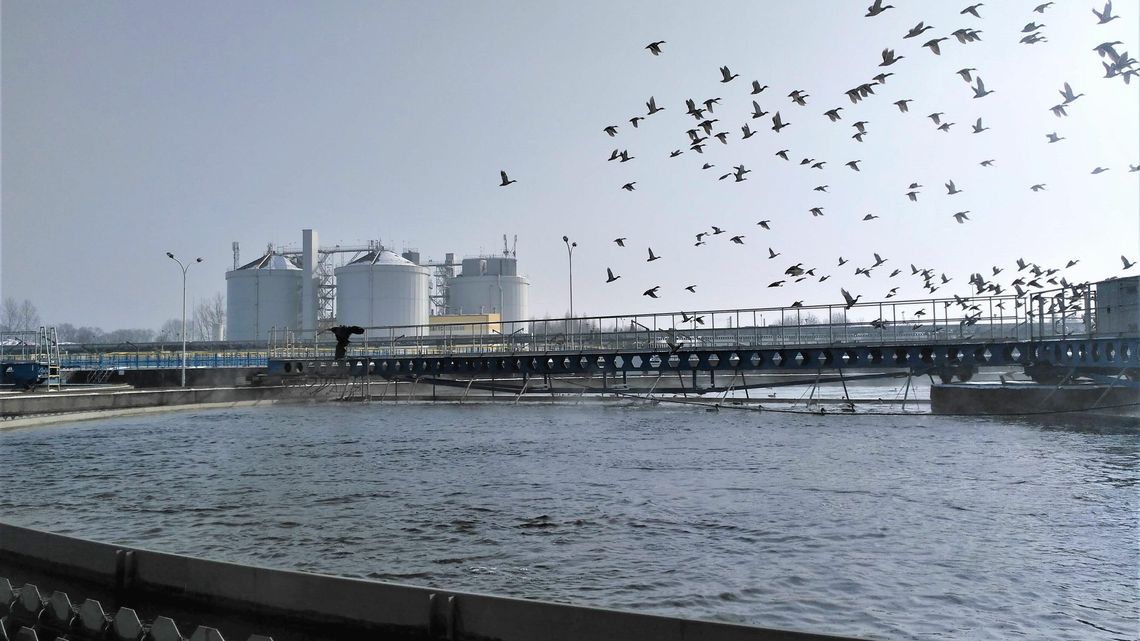 Trudno uwierzyć, co ludzie wrzucają do sedesu. Warkocz z chusteczek może ważyć kilka ton