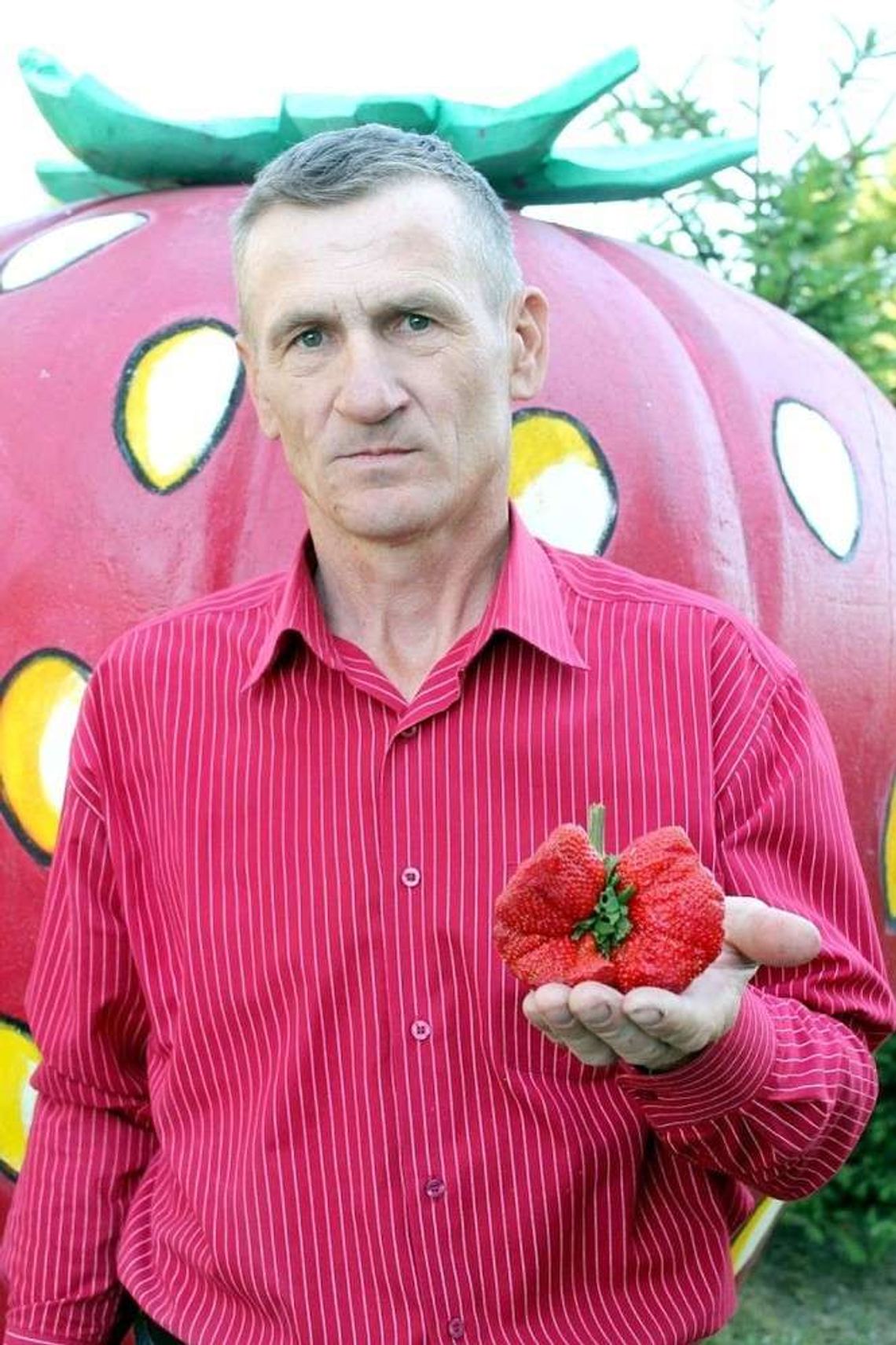 Truskawki giganty! Jedna ważyła 172 gramy