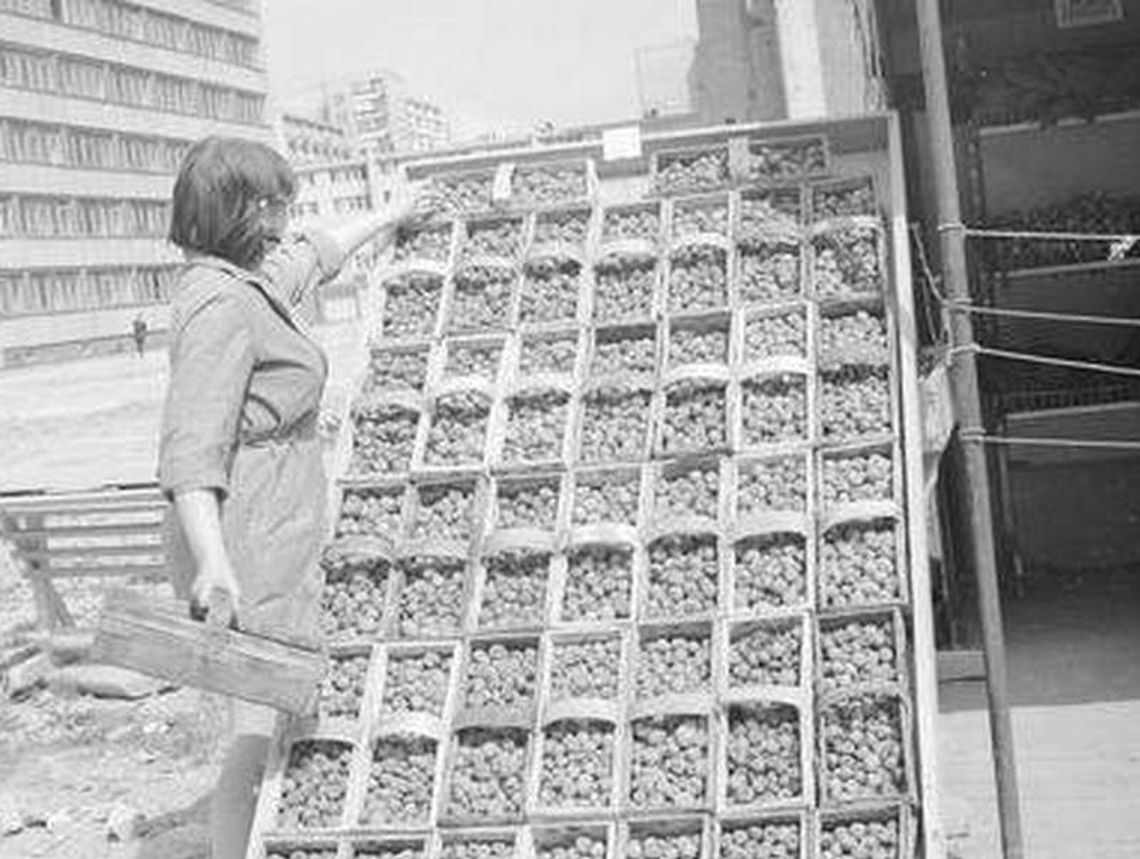 Truskawki, maliny, jagody. Jak dawniej wyglądały zbiory (zdjęcia)