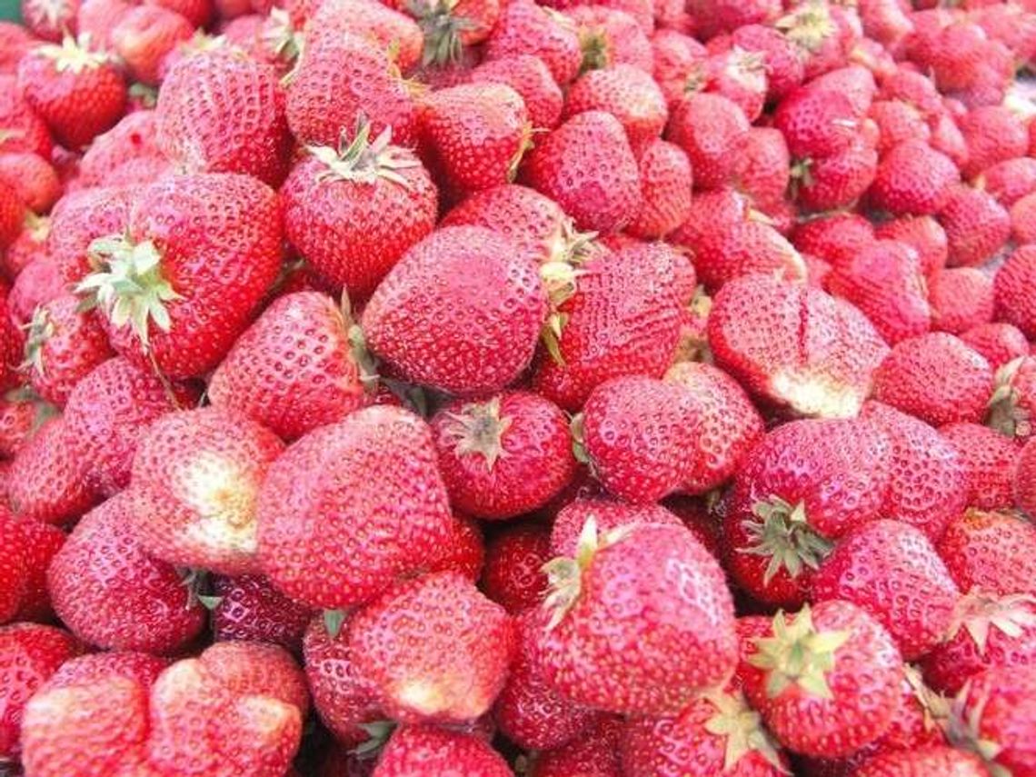 Truskawkowa miazga dla rolników. Ceny owoców bardzo niskie