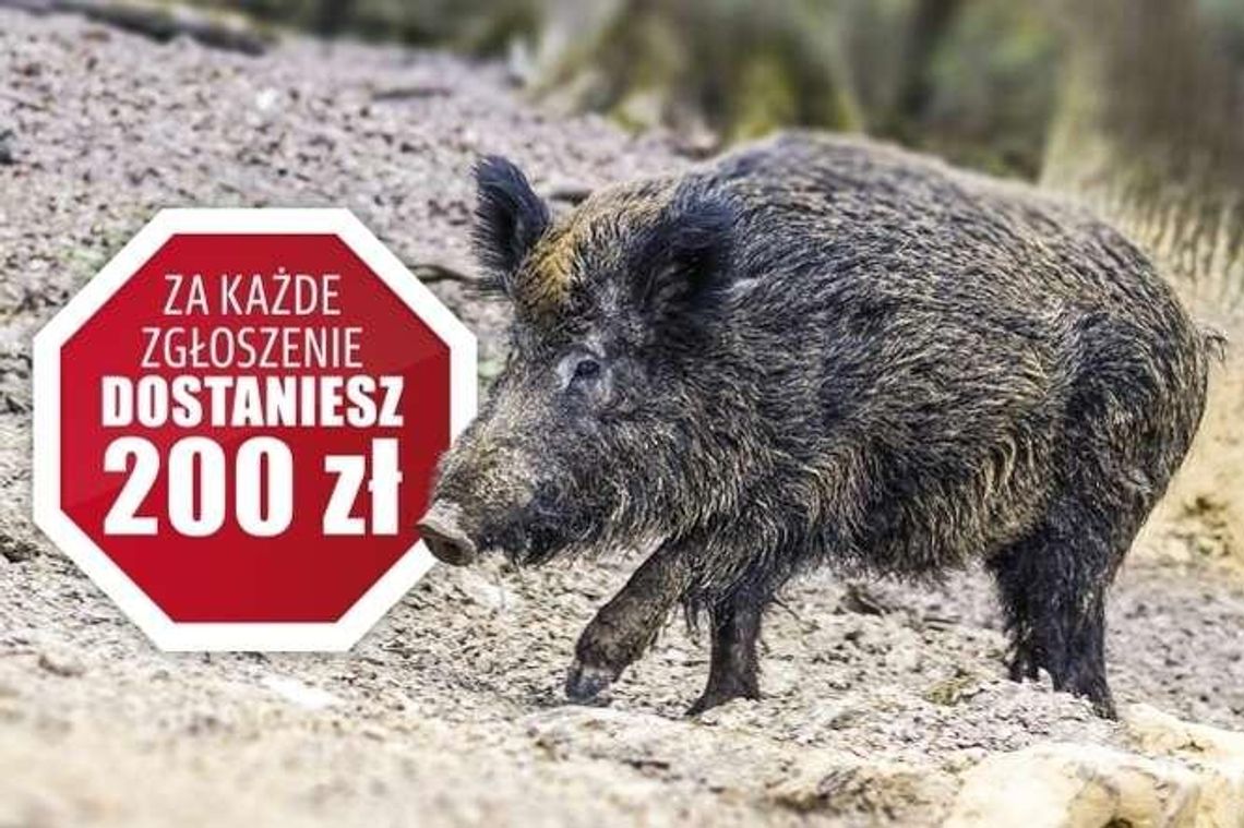 Trwa akcja przeciw ASF