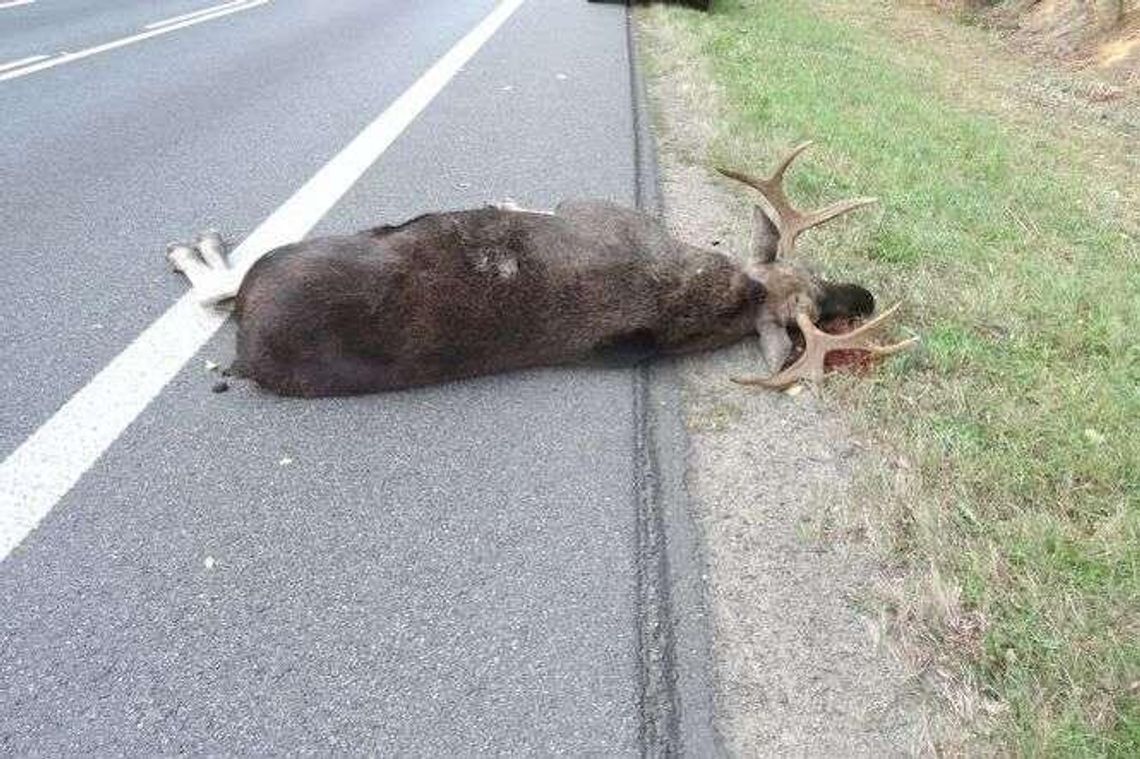 Trwa okres godowy łosi. Zwierzęta wychodzą na drogi. Duże zagrożenie dla kierowców