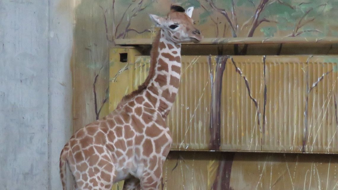 Trzeba "ochrzcić" tego malucha. Imię wybiorą internauci Trzeba "ochrzcić" tego malucha. Imię wybiorą internauci