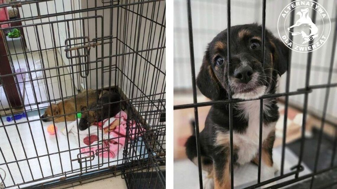 Trzeba ratować szczenięta! Błaganie o pomoc