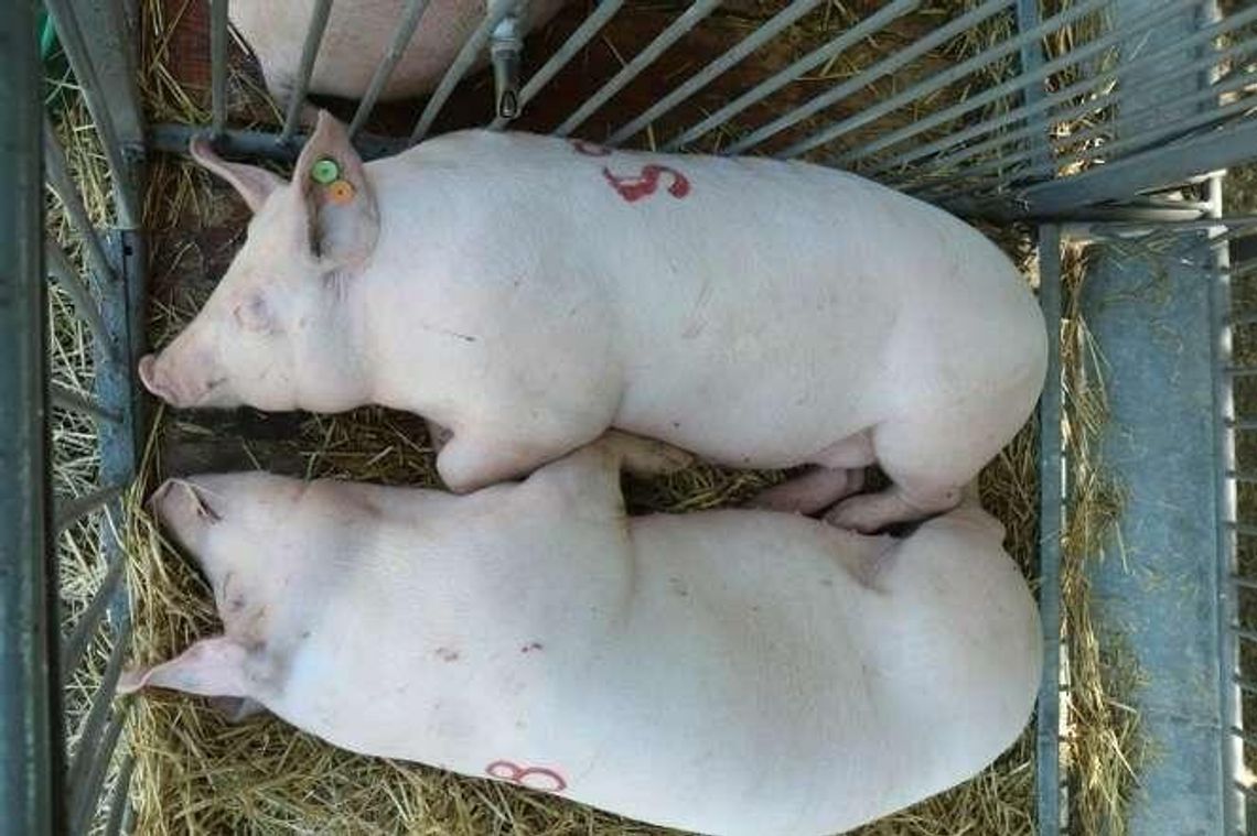 Trzecie ognisko ASF w Lubelskiem. Specjaliści: Bioasekuracja jest najważniejsza