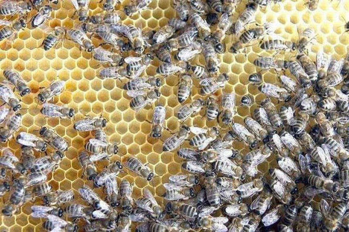 Trzy dni o pszczołach. Międzynarodowa konferencja w Pszczelej Woli Trzy dni o pszczołach. Międzynarodowa konferencja w Pszczelej Woli