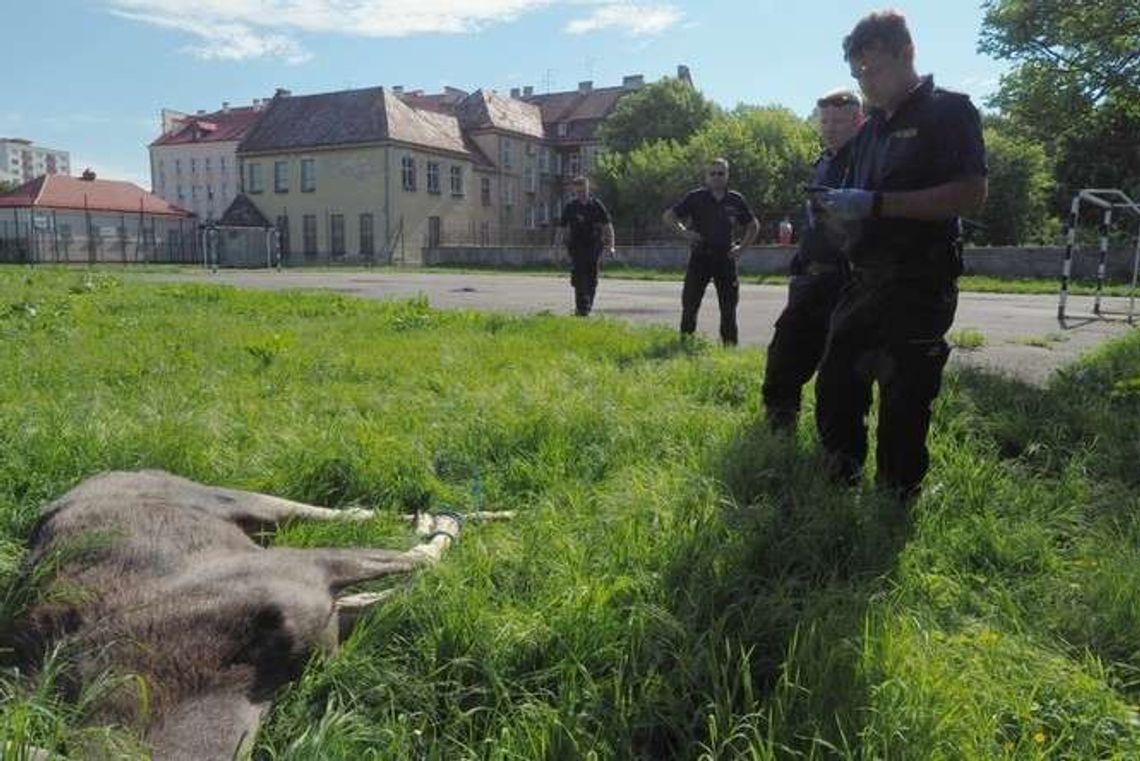 Trzy łosie na ulicach Lublina. Dwa niestety nie przeżyły