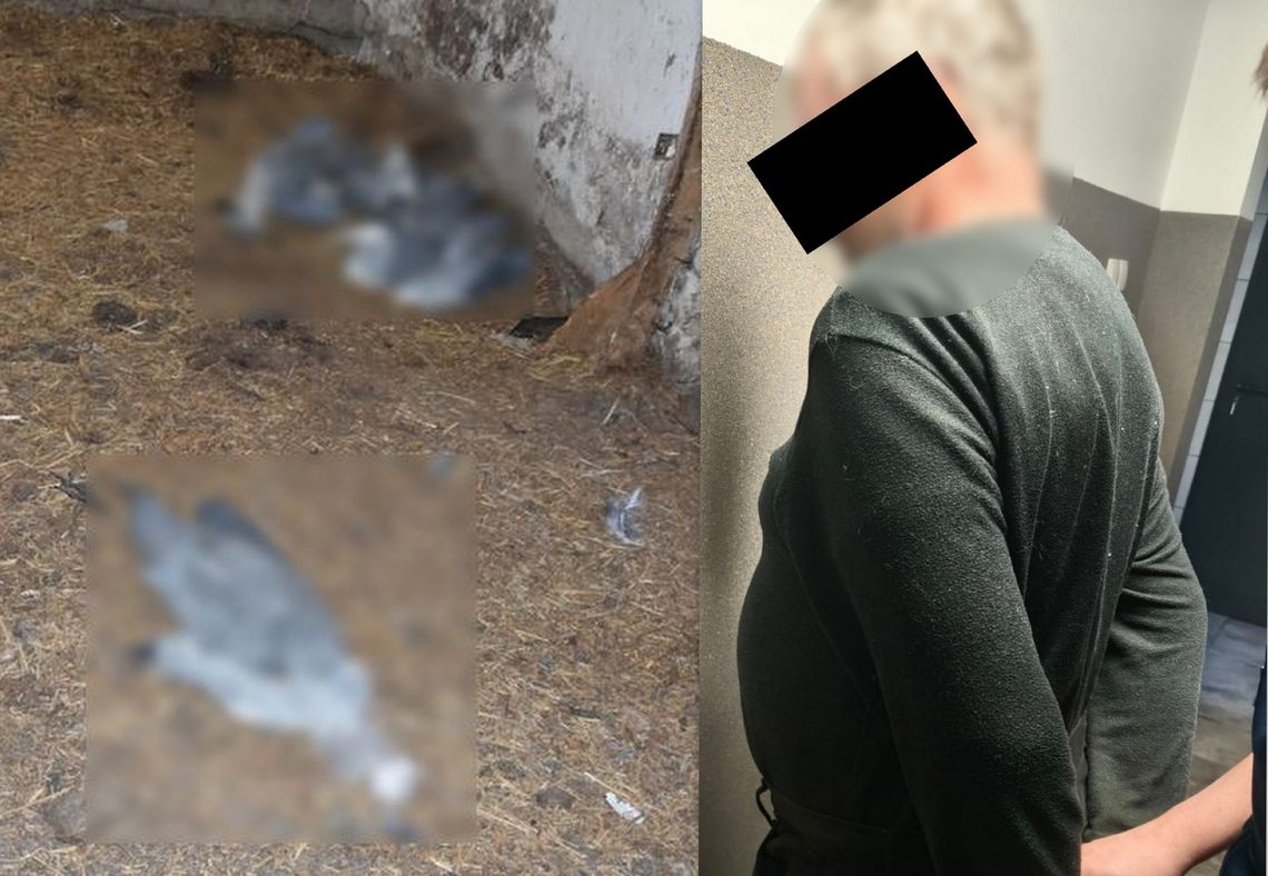 Trzymał psy w złych warunkach, kłusował i miał nielegalną broń. 59-latek z zarzutami