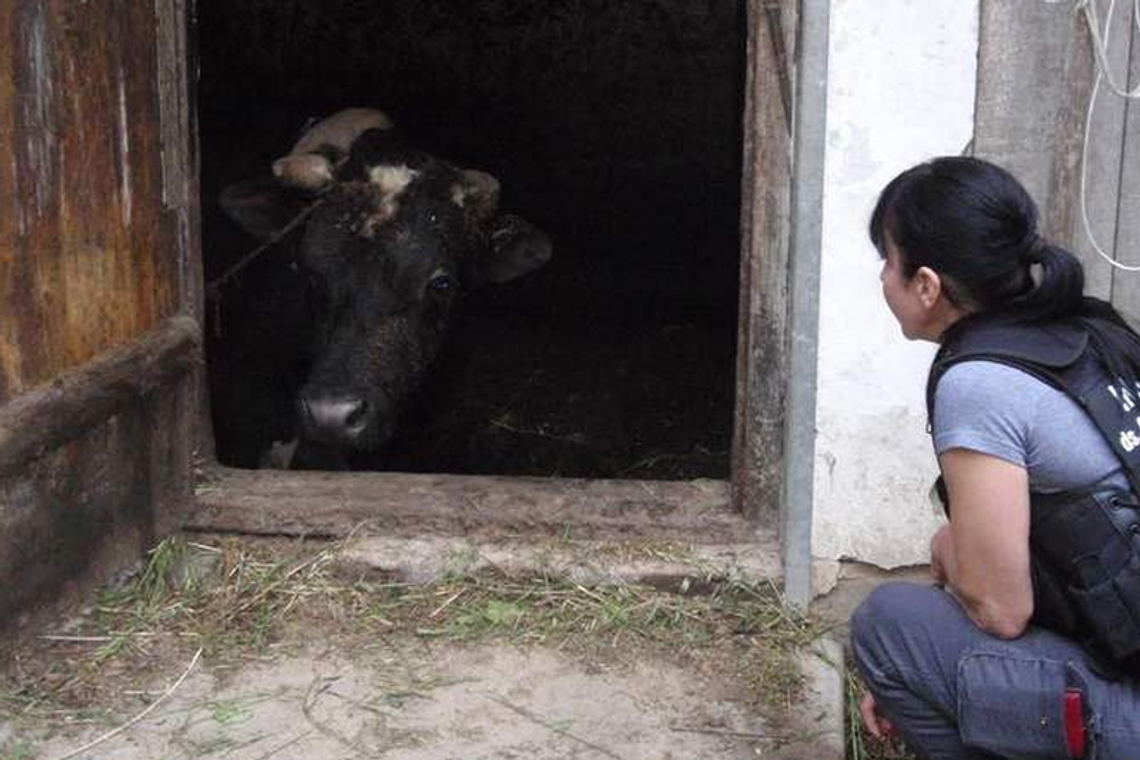 Trzymał zwierzęta w tragicznych warunkach. "Nie wypuszczał ich, leżały w odchodach"