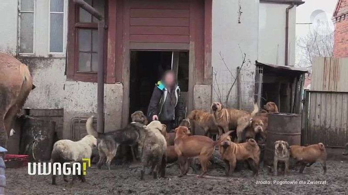Trzymała zwierzęta w koszmarnych warunkach. „Któregoś razu psy zagryzały świnię”