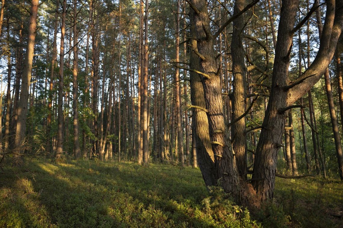 Tu noc naprawdę jest ciemna. Lasy Sobiborskie między dziką przyrodą a wizją parku narodowego Lasy Sobiborskie