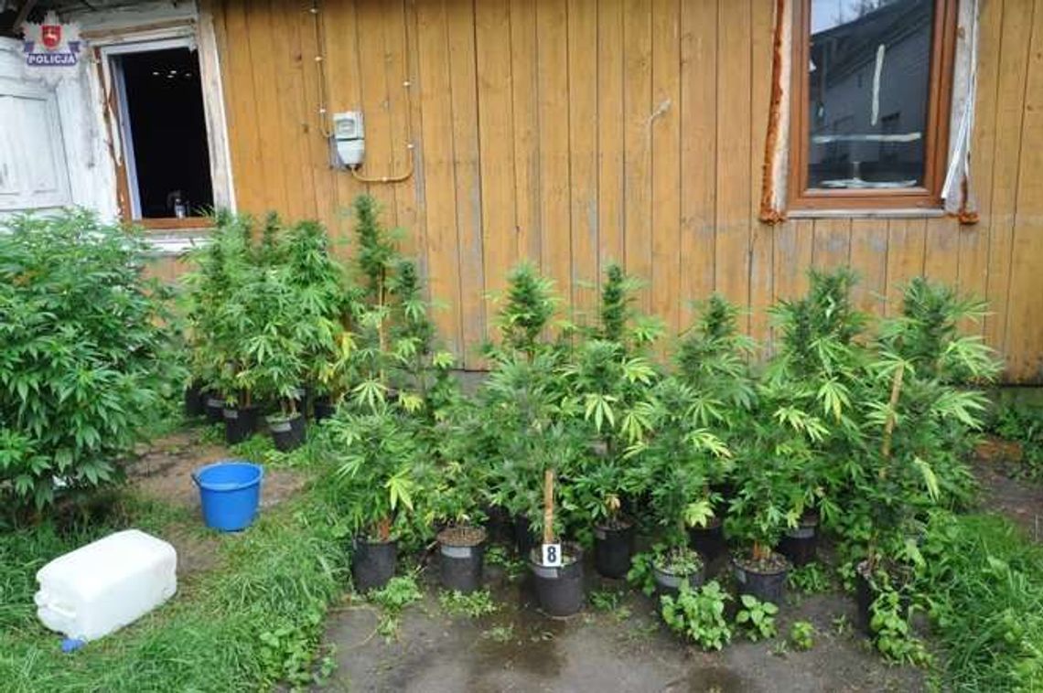 Tuczna: Plantacja konopi zlikwidowana