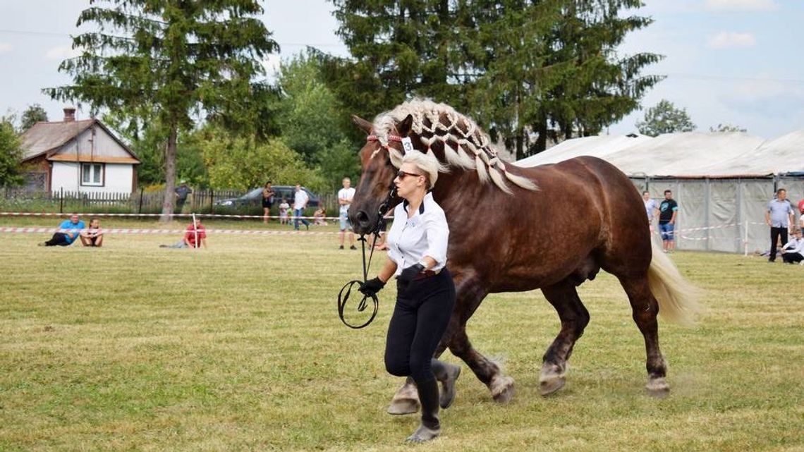 Tuczna stawia na zimnokrwiste konie. Ale wystawy w tym roku nie będzie