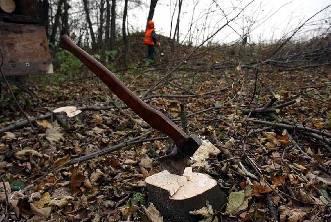 Turkowice: 23-latek ukradł z lasu 20 dębów