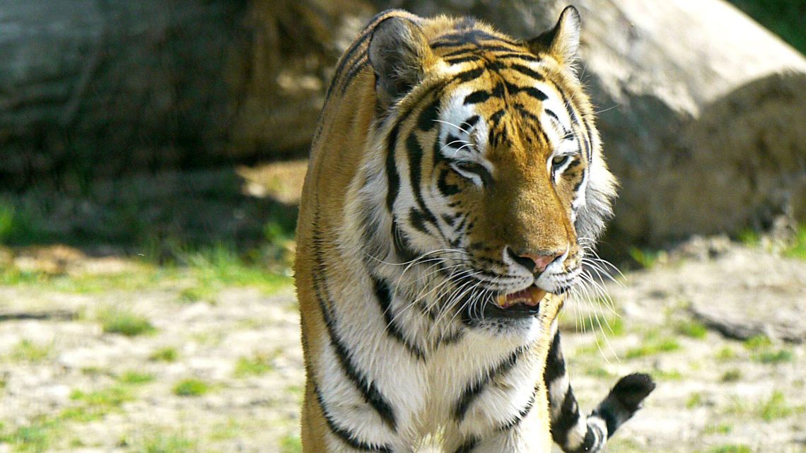 Turyści zaniepokojeni tygrysem z zoo w Zamościu. "Już kilka razy miał być usypiany" Turyści zaniepokojeni tygrysem z zoo w Zamościu. "Już kilka razy miał być usypiany"