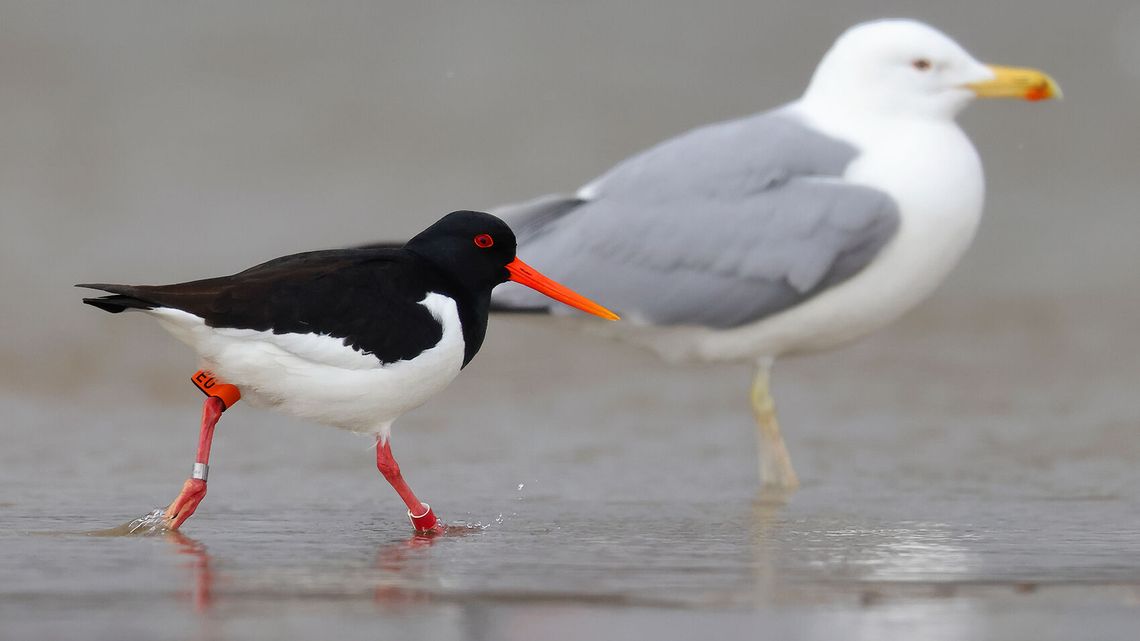Twardziel Kazik wrócił z Maroka i czeka na dziewczynę. Kazia leci inną trasą 