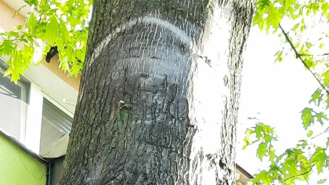 Twarz na drzewie i modlitwy. Ludzie się skrzykują na podróż do "cudu w Parczewie" Twarz na drzewie i modlitwy. Ludzie się skrzykują na podróż do "cudu w Parczewie"