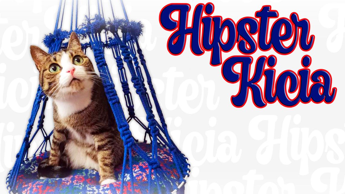 Tworzenie legowisk dla kotów. Warsztaty online Tworzenie legowisk dla kotów. Warsztaty online